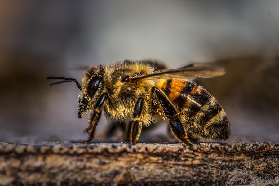 Are bees insects or animals or something else? - Honey Bee Suite